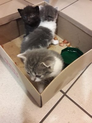 3 małe kotki w papierowym kartoniku.