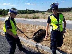 Dwóch policjantów rozkłada kolczatkę drogową.